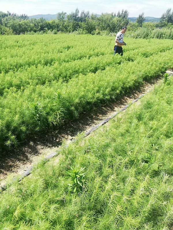 落葉松基地 落葉松基地