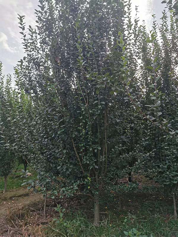 海棠圖片 海棠圖片