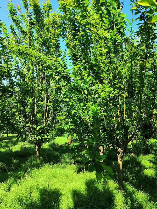 8公分西府海棠 8公分西府海棠