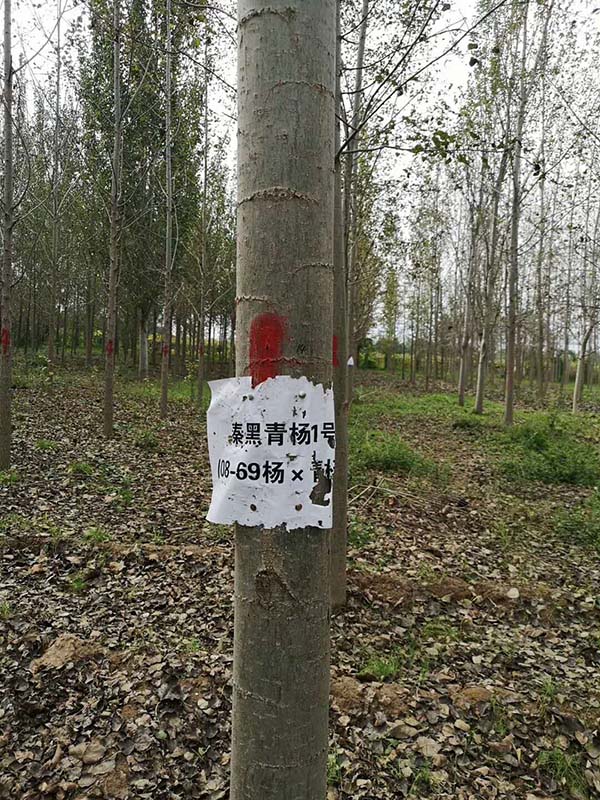 楊樹圖片實(shí)拍 楊樹圖片實(shí)拍