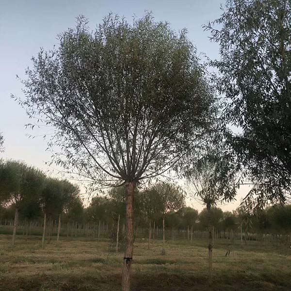 饅頭柳基地實拍 饅頭柳基地實拍