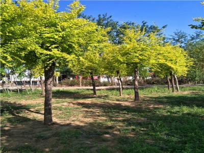 為什么金葉榆樹苗價(jià)格暴跌？