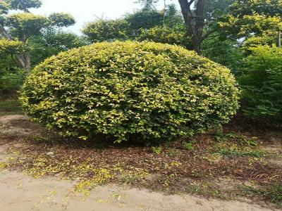 金葉榆產(chǎn)地是哪里？