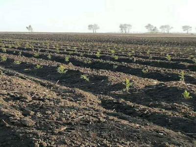 落葉松的苗床該怎樣管理，注意這些，輕松管理好！