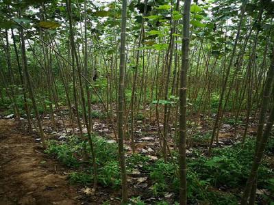 楊樹的特點有哪些？看完就懂了！