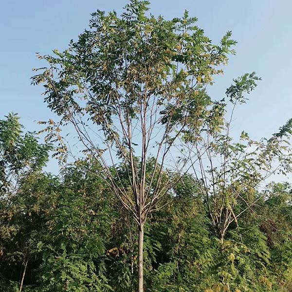 紅花刺槐 紅花刺槐