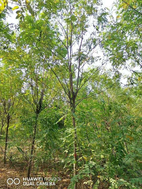 紅花刺槐 紅花刺槐