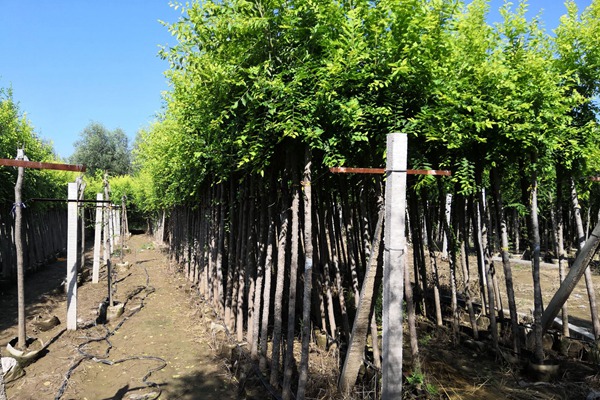 直供:金葉榆容器苗價格合理規(guī)格齊全