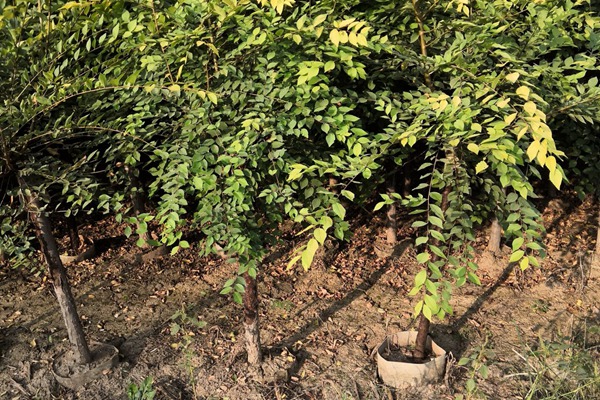 直供:金葉榆容器苗價格合理規(guī)格齊全