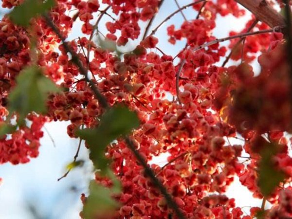 絲棉木最新價(jià)格表，多少錢一棵