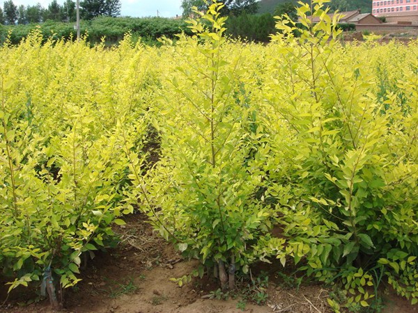 基地直銷金葉榆樹苗，價(jià)格多少錢