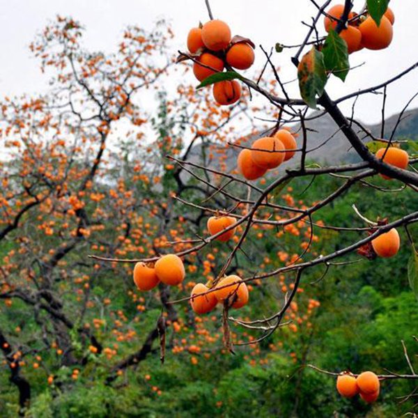 最新柿子樹低價批發(fā)，全國統(tǒng)一發(fā)貨