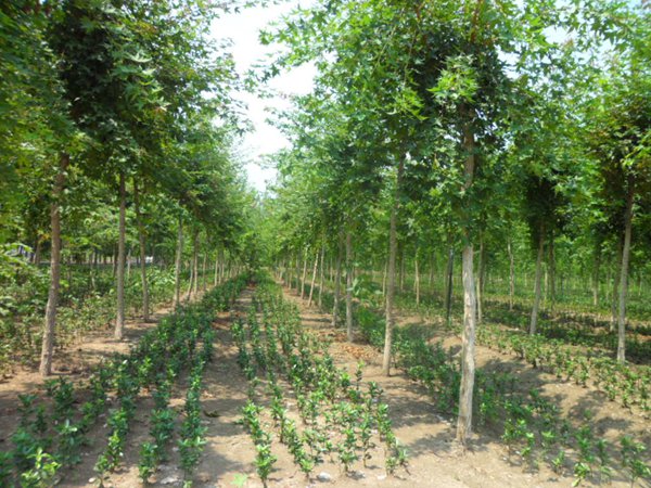 五角楓樹苗哪家好，優(yōu)勢有哪些