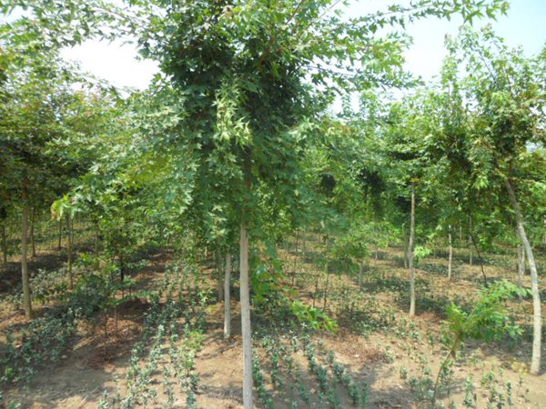 五角楓樹苗哪家好，優(yōu)勢有哪些