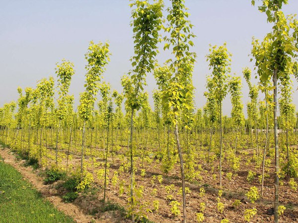 1570793803263230.jpg 金葉復(fù)葉槭12-15公分大量供應(yīng)