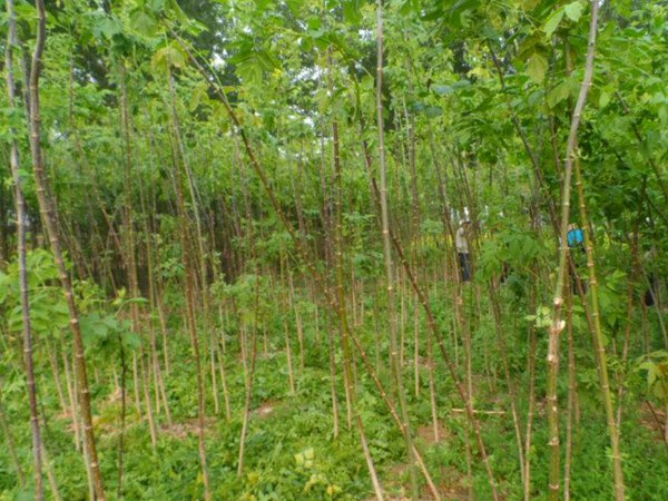 1570794051605605.jpg 復(fù)葉槭2019年最新市場價(jià)格