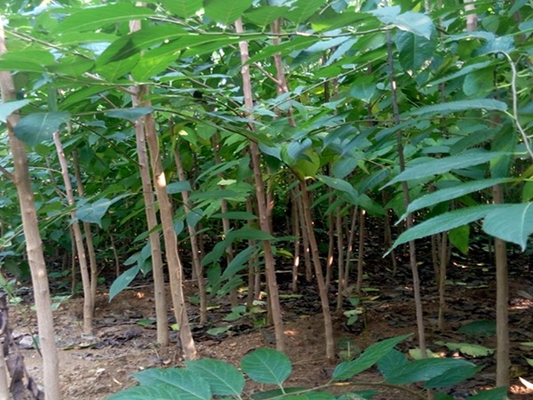 1571019770644767.jpg 2019杜仲樹國內(nèi)最新價(jià)格解讀