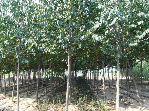 1571019777351496.jpg 2019杜仲樹國內(nèi)最新價(jià)格解讀