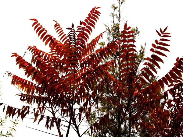 1571019912798703.jpg 國內(nèi)6-8公分火炬樹市場價格