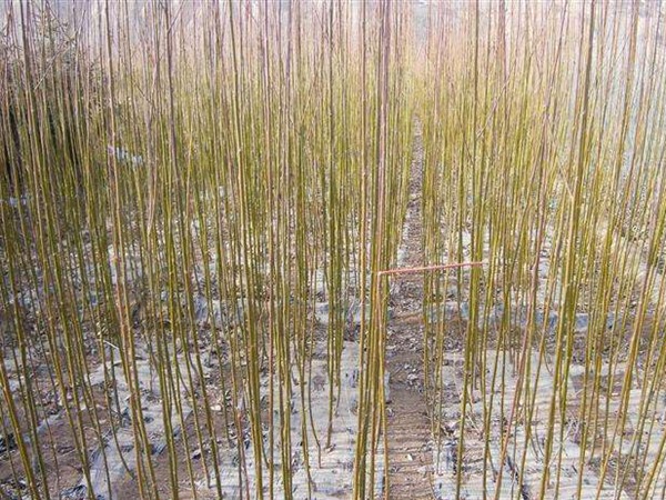 1571020438675855.jpg 黃皮柳苗木基地大量?jī)?yōu)惠出售