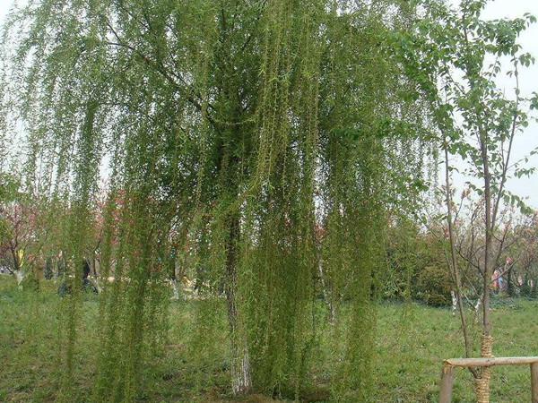 垂柳樹苗2公分報(bào)價(jià)，多少錢一顆