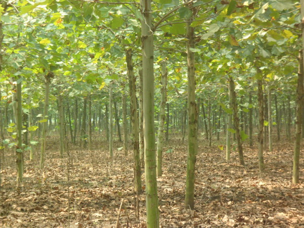 1571021093888114.jpg 法桐樹(shù)苗價(jià)格批發(fā)市場(chǎng)價(jià)格一覽表