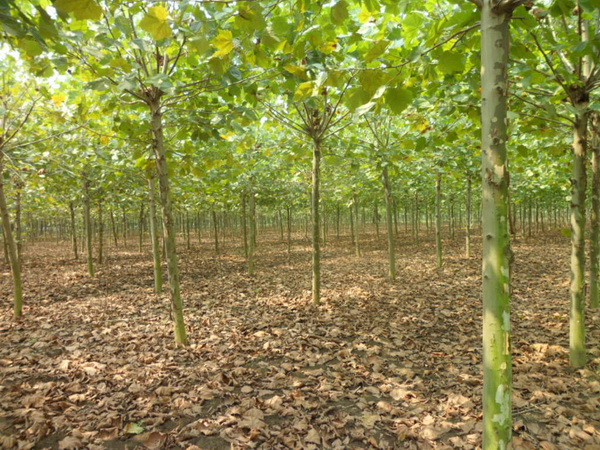 1571021100435562.jpg 法桐樹(shù)苗價(jià)格批發(fā)市場(chǎng)價(jià)格一覽表