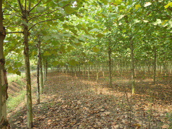 1571021107438889.jpg 法桐樹(shù)苗價(jià)格批發(fā)市場(chǎng)價(jià)格一覽表