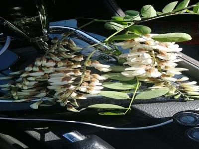 洋槐（刺槐）的花語是什么？