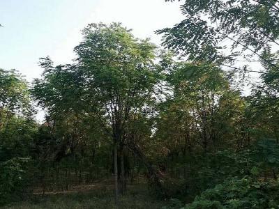 香花槐（紅花刺槐）的花語是什么？