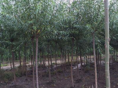 垂柳樹(shù)苗2公分報(bào)價(jià)，多少錢(qián)一顆