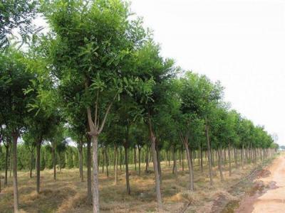 國槐，洋槐，刺槐，泓森槐四者有什么不同？