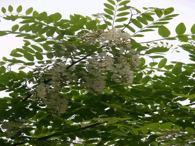 金葉榆幼苗的價(jià)格是多少？