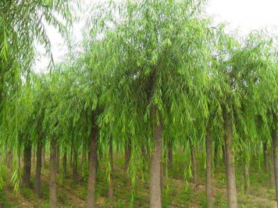 普通柳樹可以嫁接垂柳嗎？