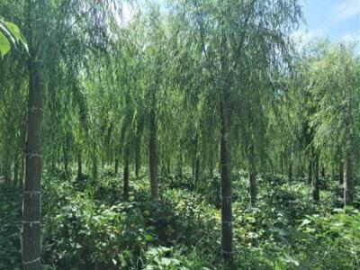 柳樹作砧木都可以嫁接什么品種？