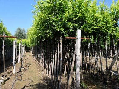 金葉榆和榆樹二者有什么區(qū)別？