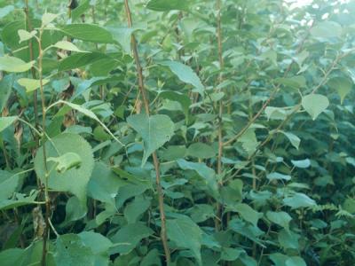 山杏樹可以嫁接其它什么果樹？