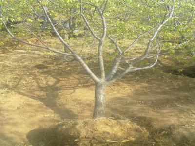 山杏樹十厘米幼苗的市場價(jià)格是多少？