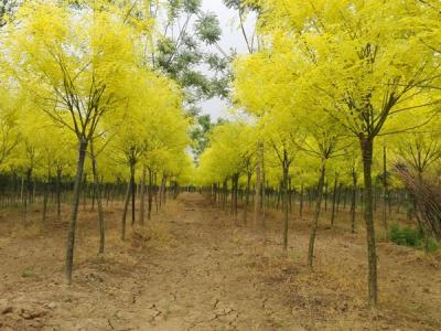 夏季移栽金葉國(guó)槐需要注意哪些事項(xiàng)？