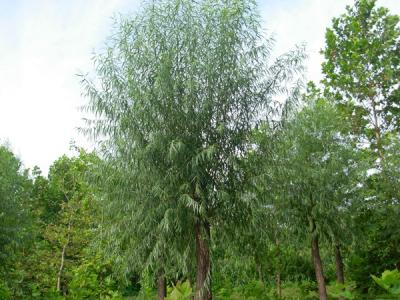 40公分饅頭柳幼苗的市場價格是多少？