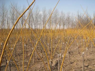 金枝槐和金葉槐的區(qū)別在哪里？