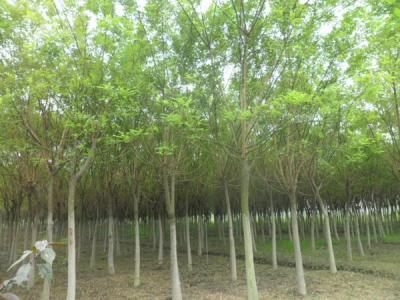 國(guó)槐的效果和價(jià)值有哪些？