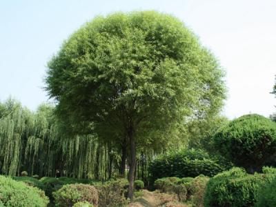 饅頭柳和旱柳二者有什么不同？