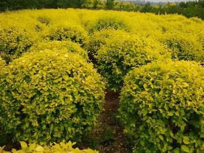 金葉榆球適合什么樣的土質(zhì)？