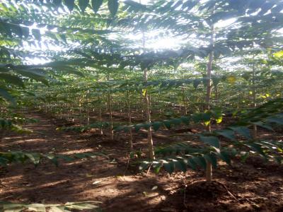 千頭椿和臭椿二者有什么區(qū)別?