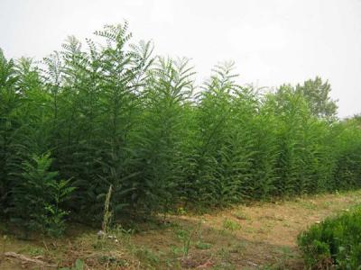 刺槐花和國槐花可以吃嗎？