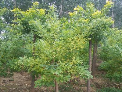 金葉國(guó)槐生長(zhǎng)速度快嗎？