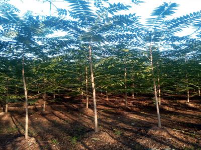 香椿和紅香椿二者有什么區(qū)別？