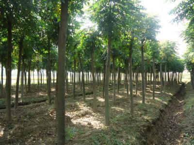 黃山欒樹的產(chǎn)地是哪里？