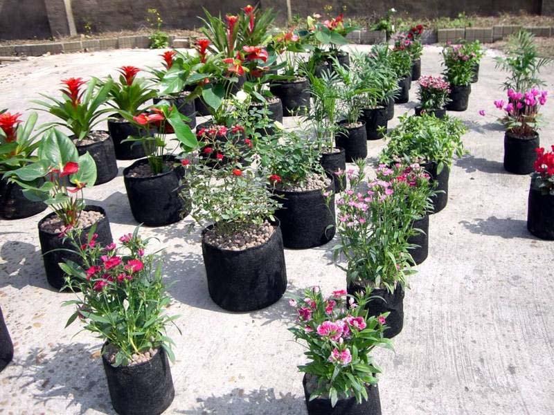 美植袋西府海棠 美植袋西府海棠